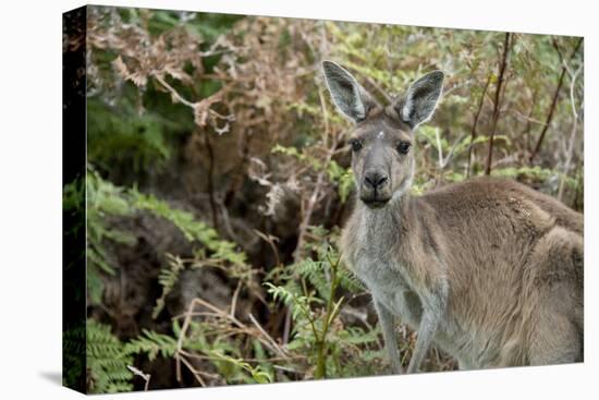 Australia, Perth, Yanchep National Park. Western Gray Kangaroo in Bush Habitat-Cindy Miller Hopkins-Premier Image Canvas