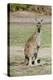 Australia, Perth, Yanchep National Park. Western Gray Kangaroo-Cindy Miller Hopkins-Premier Image Canvas