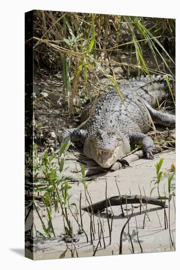 Australia, Queensland, Daintree. Dsaltwater Crocodile-Cindy Miller Hopkins-Premier Image Canvas