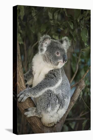 Australia, Queensland. Koala bear in tree.-Jaynes Gallery-Premier Image Canvas