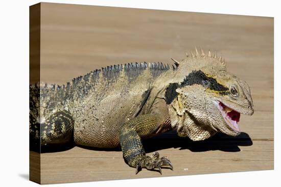 Australia, Queensland, Mount Tamborine. Australian Water Dragon-Cindy Miller Hopkins-Premier Image Canvas