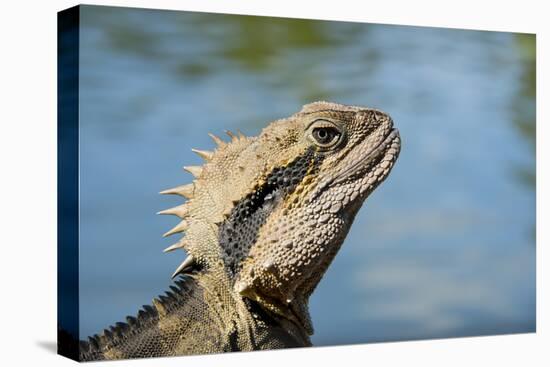 Australia, Queensland, Mount Tamborine. Australian Water Dragon-Cindy Miller Hopkins-Premier Image Canvas