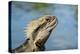 Australia, Queensland, Mount Tamborine. Australian Water Dragon-Cindy Miller Hopkins-Premier Image Canvas