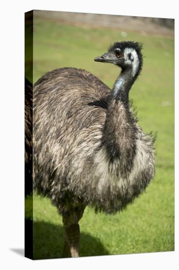 Australia, South Australia, Adelaide. Cleland Wildlife Park. Emu-Cindy Miller Hopkins-Premier Image Canvas