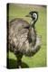 Australia, South Australia, Adelaide. Cleland Wildlife Park. Emu-Cindy Miller Hopkins-Premier Image Canvas