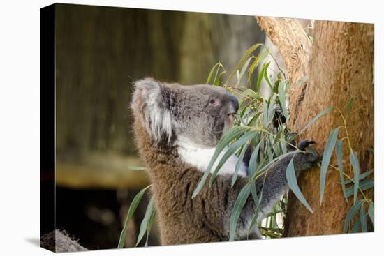 Australia, South Australia, Adelaide. Cleland Wildlife Park. Koala-Cindy Miller Hopkins-Premier Image Canvas
