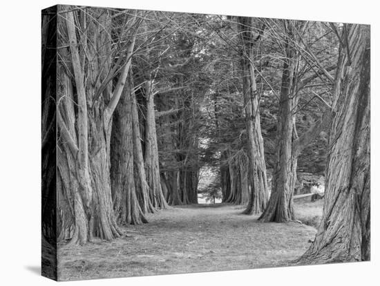 Australia, Tasmania, Port Arthur Entryway-John Ford-Premier Image Canvas