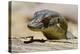 Australia, Territory Wildlife Park. Mertens Water Monitor-Cindy Miller Hopkins-Premier Image Canvas