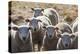 Australia, Victoria, Yarra Valley, Sheep Farm-Walter Bibikow-Premier Image Canvas