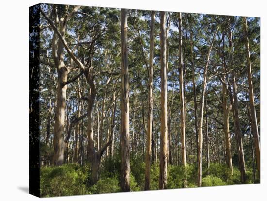 Australia, Western Australia, Leeuwin-Naturaliste National Park, Boranup-Andrew Watson-Premier Image Canvas