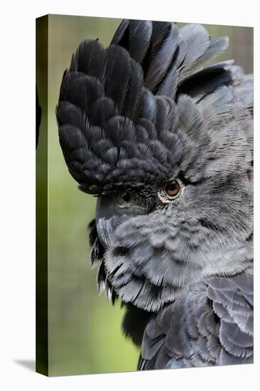 Australia. Wildlife Habitat Zoo. Detail of Red Tailed Black Cockatoo-Cindy Miller Hopkins-Premier Image Canvas