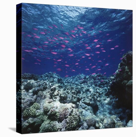 Australia, Yellowstriped Anthias Schooling in Great Barrier Reef-Stuart Westmorland-Premier Image Canvas