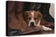 Australian Cattle Dog Puppy Lying next to Cowboy Boots-DLILLC-Premier Image Canvas