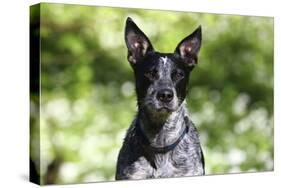 Australian Heeler 06-Bob Langrish-Premier Image Canvas