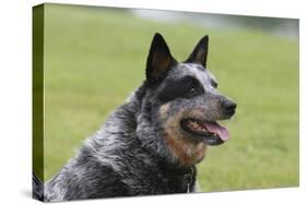 Australian Heeler 13-Bob Langrish-Premier Image Canvas