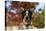 Australian Heeler 21-Bob Langrish-Premier Image Canvas