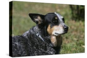 Australian Heeler 24-Bob Langrish-Premier Image Canvas