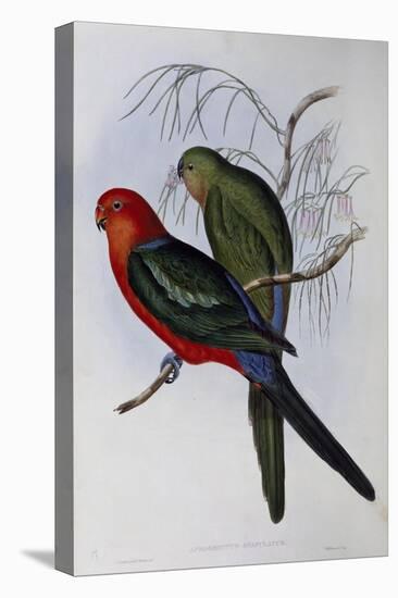 Australian King Parrot (Alisterus Scapularis) (1804-1881) and Henry Constantine Richter (1821-1902)-John Gould-Premier Image Canvas