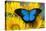 Australian Mountain Blue Swallowtail Butterfly on sunflower-Darrell Gulin-Premier Image Canvas