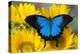 Australian Mountain Blue Swallowtail Butterfly on sunflower-Darrell Gulin-Premier Image Canvas