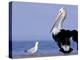 Australian Pelican and Gull on Beach, Shark Bay Marine Park, Australia-Theo Allofs-Premier Image Canvas