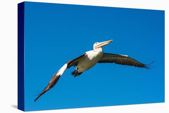 Australian Pelican, Kingscote, Kangaroo Island, South Australia-Mark A Johnson-Premier Image Canvas