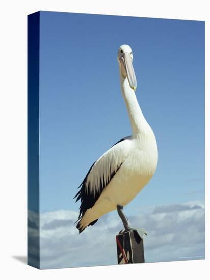 Australian Pelican, Pelecanus Conspicillatus, Shark Bay, Western Australia, Australia, Pacific-Ann & Steve Toon-Premier Image Canvas