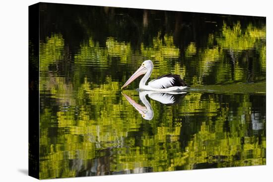 Australian Pelican reflected in a lake,  Australia-Mark A Johnson-Premier Image Canvas