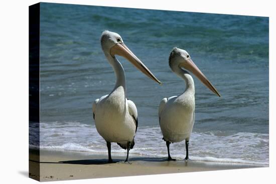 Australian Pelican Two Birds at Wateros Edge-null-Premier Image Canvas