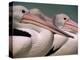Australian Pelicans, Queensland, Australia-Staffan Widstrand-Premier Image Canvas