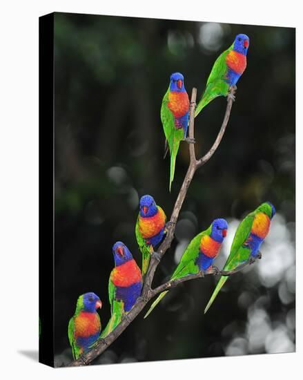 Australian Rainbow Lorikeets-null-Stretched Canvas