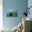 Australian Sea Lion-Matthew Oldfield-Premier Image Canvas displayed on a wall