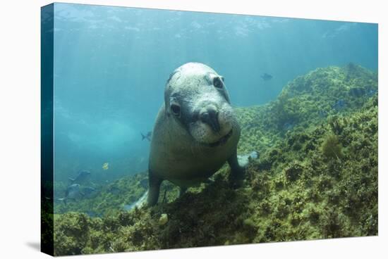 Australian Sea Lion-Matthew Oldfield-Premier Image Canvas