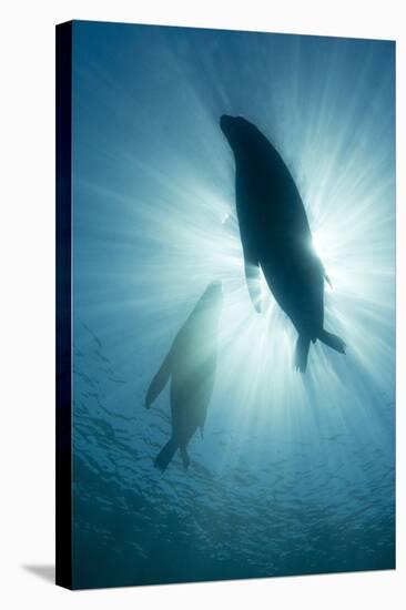 Australian Sea Lions-Matthew Oldfield-Premier Image Canvas