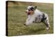 Australian Sheepdog, Shepherd Dog-null-Premier Image Canvas