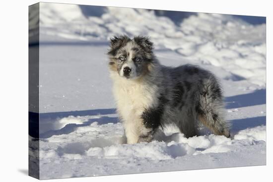 Australian Shepherd 04-Bob Langrish-Premier Image Canvas