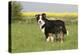 Australian Shepherd 06-Bob Langrish-Premier Image Canvas