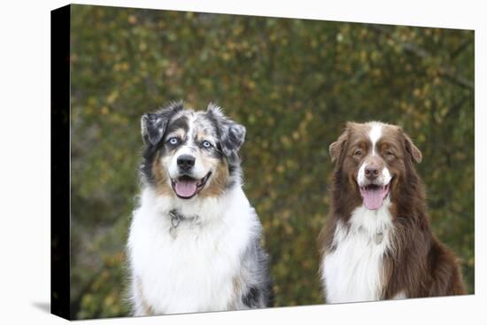 Australian Shepherd 25-Bob Langrish-Premier Image Canvas