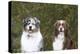 Australian Shepherd 25-Bob Langrish-Premier Image Canvas