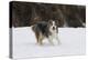 Australian Shepherd 31-Bob Langrish-Premier Image Canvas