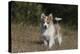 Australian Shepherd 32-Bob Langrish-Premier Image Canvas