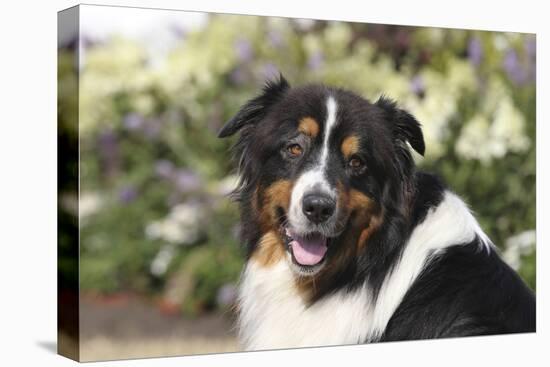 Australian Shepherd 36-Bob Langrish-Premier Image Canvas