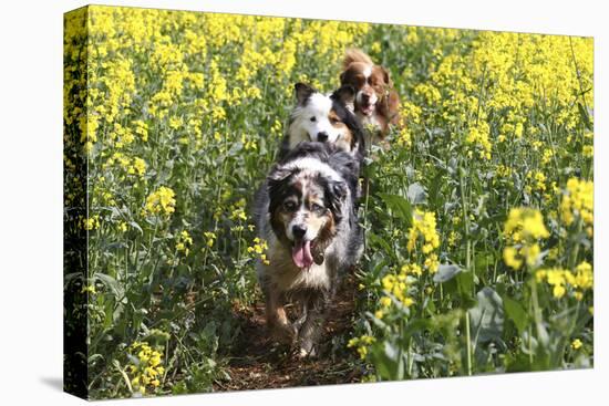 Australian Shepherd 38-Bob Langrish-Premier Image Canvas