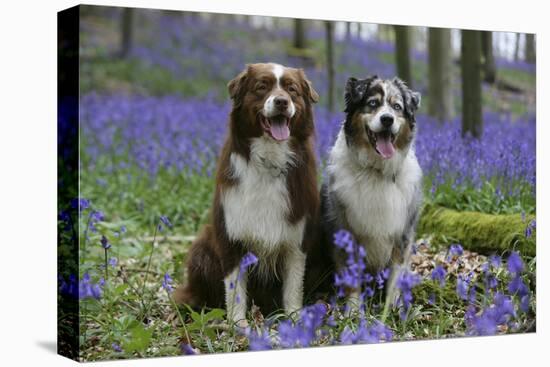 Australian Shepherd 53-Bob Langrish-Premier Image Canvas