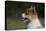 Australian Shepherd 57-Bob Langrish-Premier Image Canvas