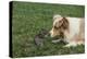 Australian Shepherd Facing off a California Ground Squirrel-DLILLC-Premier Image Canvas