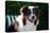 Australian Shepherd Portrait-Zandria Muench Beraldo-Premier Image Canvas