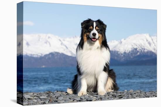 Australian shepherd sitting on rocky beach-Lynn M. Stone-Premier Image Canvas