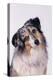 Australian Shepherd Tilting Head-DLILLC-Premier Image Canvas