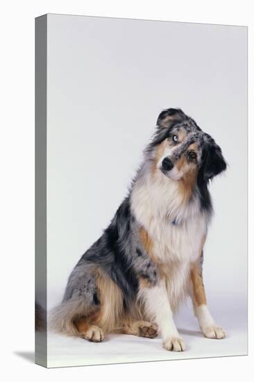 Australian Shepherd Tilting Head-DLILLC-Premier Image Canvas